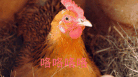 母鸡下蛋后为什么会咯咯叫呢?